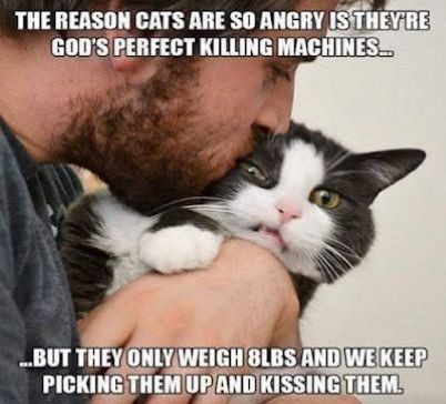 roy rubright cats killing.jpg